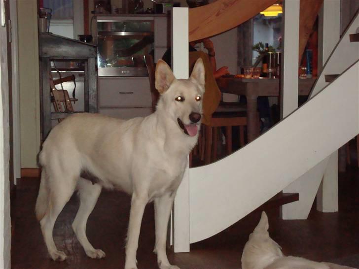 Hvid schæfer Bella - Min mor Dolly, var hjemme at besøge hende i weekenden. Hun var lidt sur da jeg kom men det blev godt efter lidt tid. billede 15