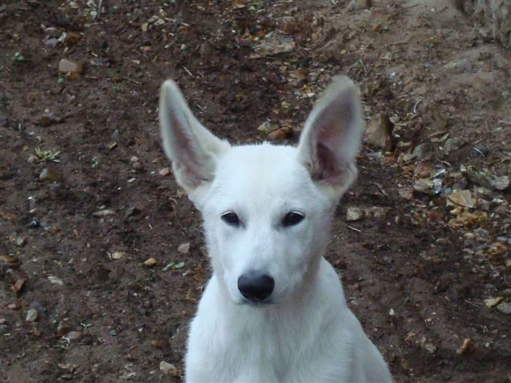 Hvid schæfer Bella - Ja jeg har lidt store øre, meen det er nok derfor jeg er så god  til at høre efter. billede 16