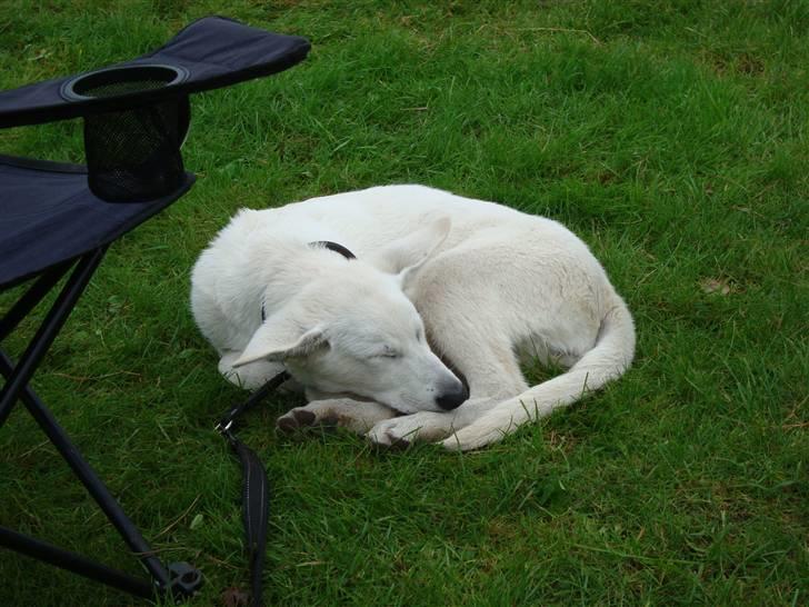 Hvid schæfer Bella billede 17