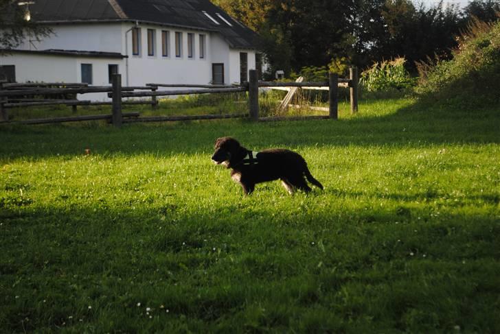 Blanding af racer Buddha billede 10