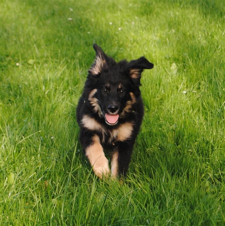 Blanding af racer Buddha billede 11