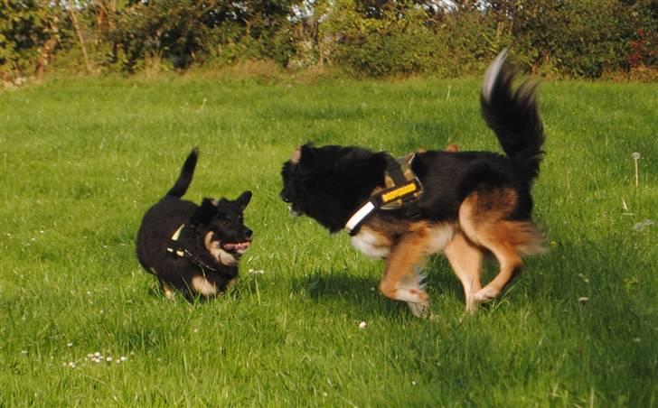 Blanding af racer Buddha - Mig og min bedsteven (og ægte farmand) leger ! billede 12