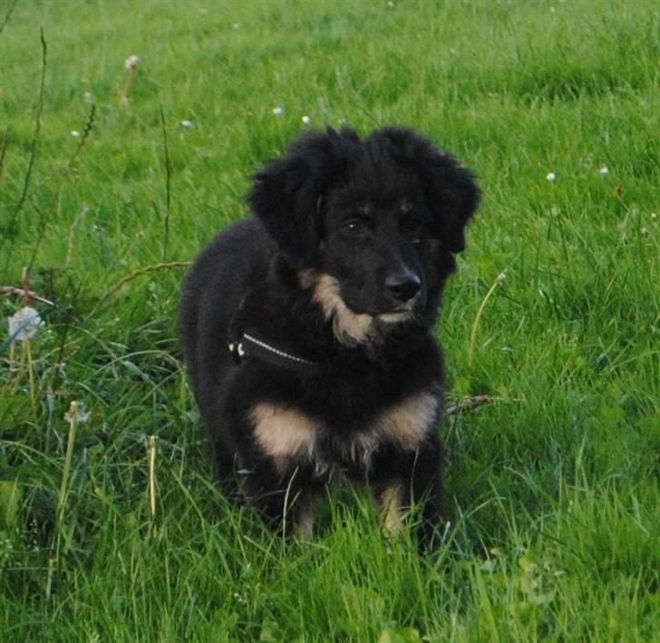 Blanding af racer Buddha - Jeg gør mit bedste for at efterligne Basil :D billede 13