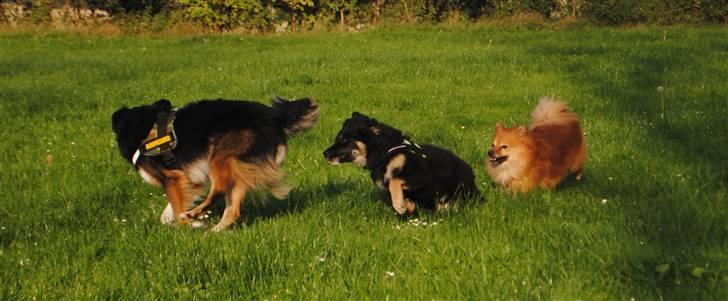 Blanding af racer Buddha - Leger med Basil og Mads :D billede 14