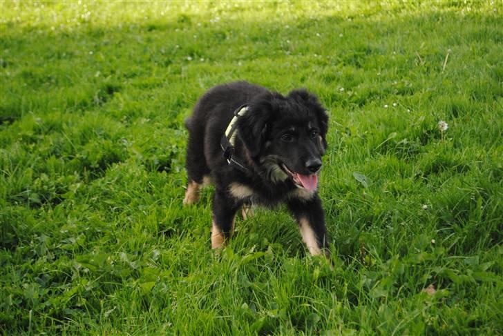 Blanding af racer Buddha billede 15