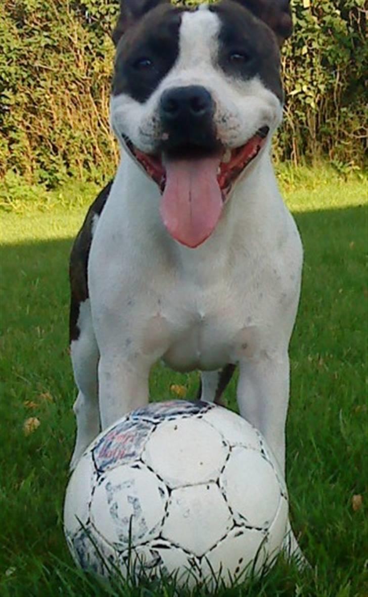 Amerikansk staffordshire terrier DKK For Your Eyes Only  billede 8