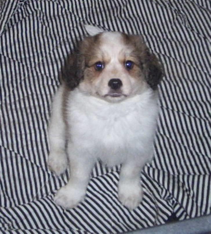 Blanding af racer Nemo - Det var dette billede mor og far så af mig, da de faldt for mig billede 7