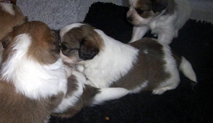 Blanding af racer Nemo billede 8