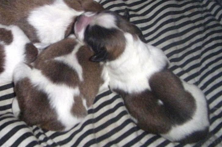 Blanding af racer Nemo - Det er mig der ligger ude til højre. Jeg er kun 5 dage gammel på billedet billede 9