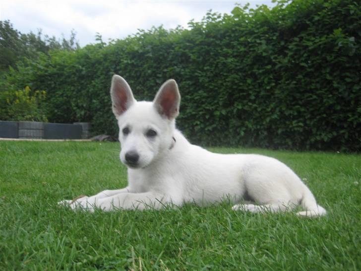 Hvid Schweizisk Hyrdehund BeDaBlanco's Brave Beyla - 22. juli 2010 billede 8