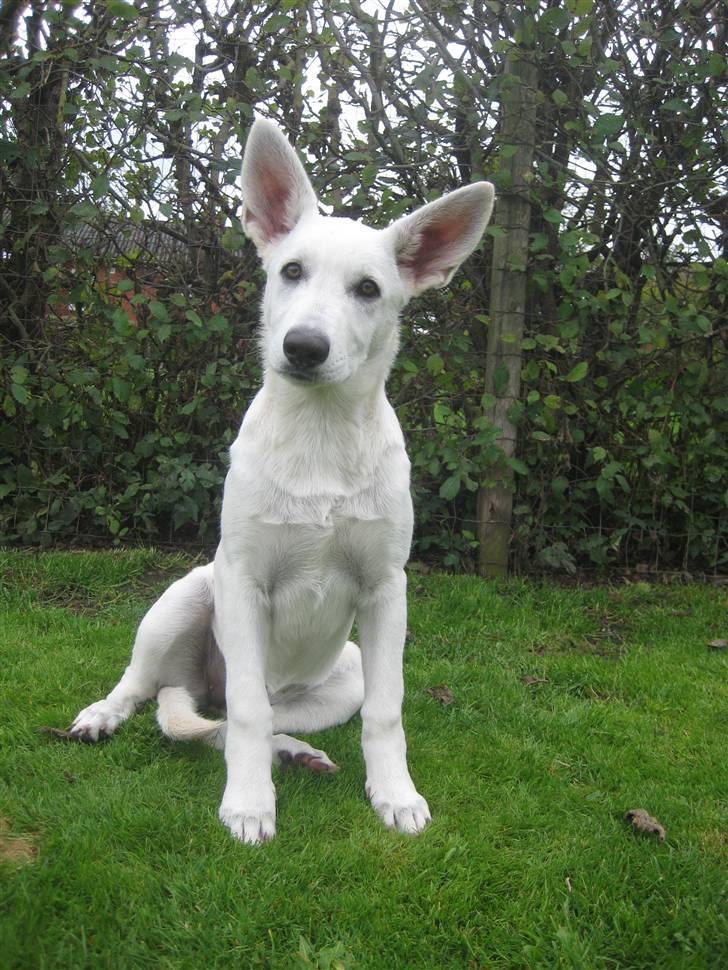 Hvid Schweizisk Hyrdehund BeDaBlanco's Brave Beyla - 14. september 2010 billede 9