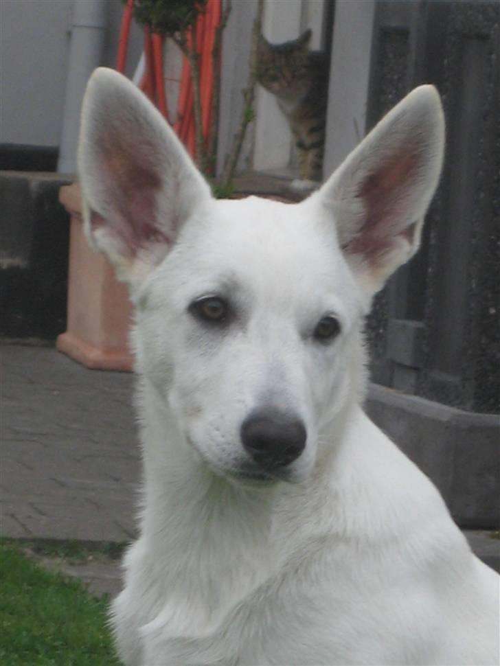 Hvid Schweizisk Hyrdehund BeDaBlanco's Brave Beyla - 14. september 2010 billede 10