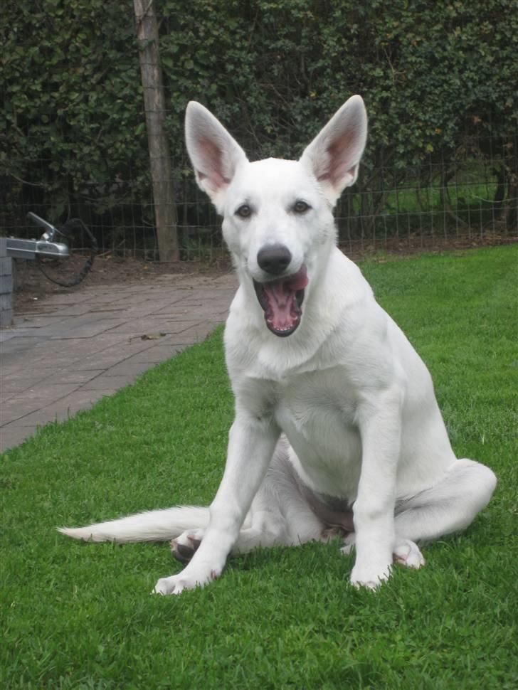 Hvid Schweizisk Hyrdehund BeDaBlanco's Brave Beyla - 14. september 2010 billede 11