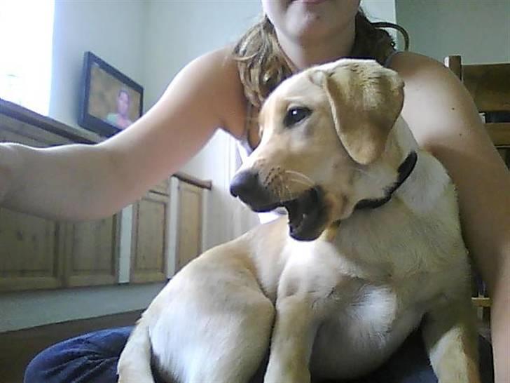 Labrador retriever Siska  billede 1