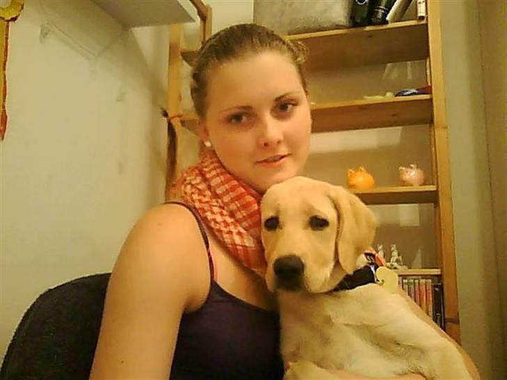 Labrador retriever Siska  billede 2