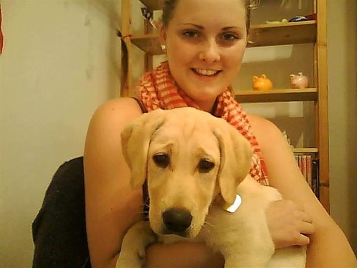 Labrador retriever Siska  billede 3