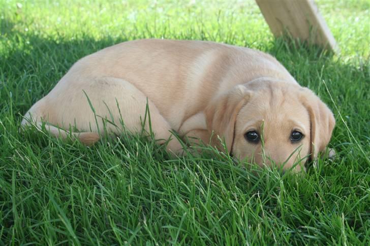 Labrador retriever Siska  billede 4