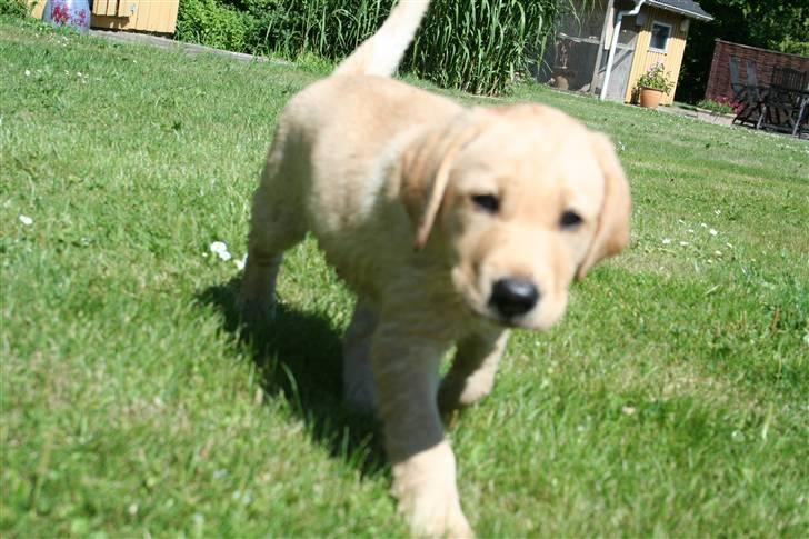 Labrador retriever Siska  billede 5