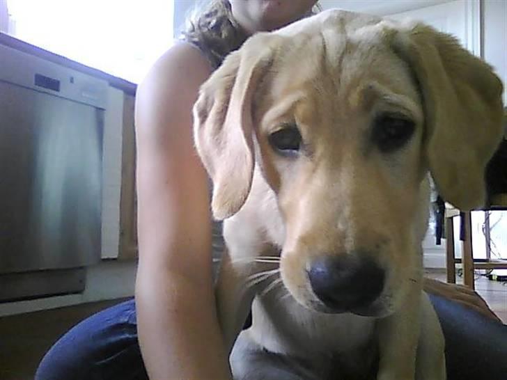 Labrador retriever Siska  billede 6