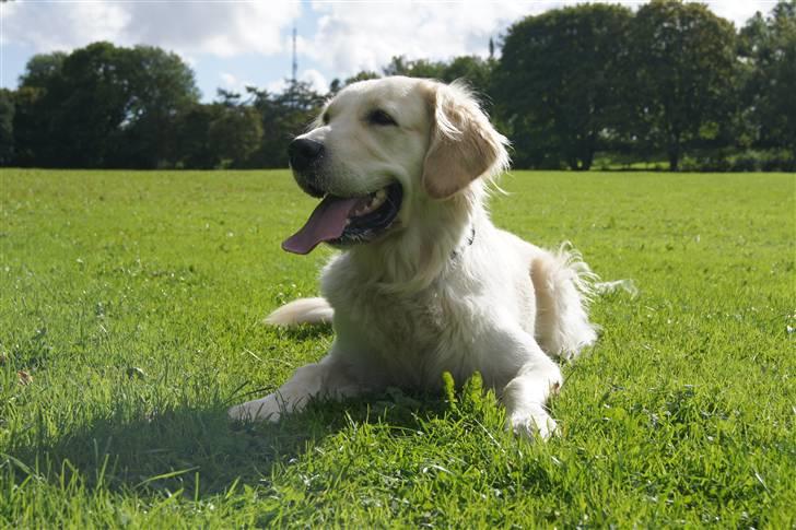 Golden retriever | Berta billede 1