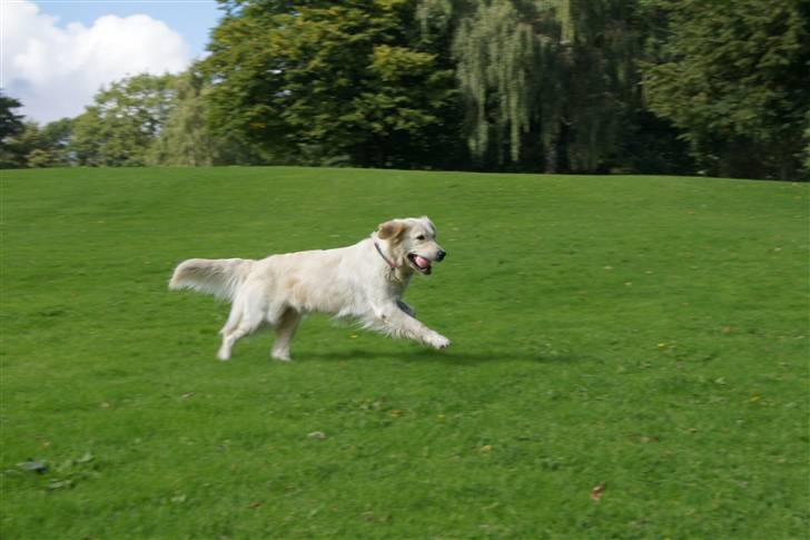 Golden retriever | Berta billede 2