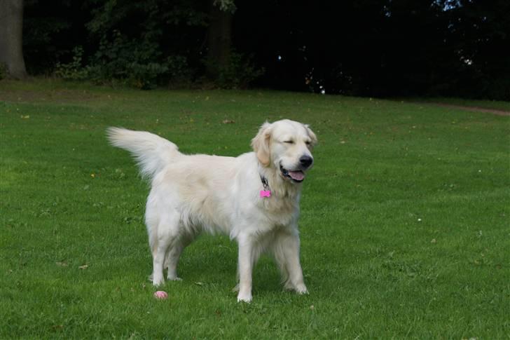 Golden retriever | Berta billede 3