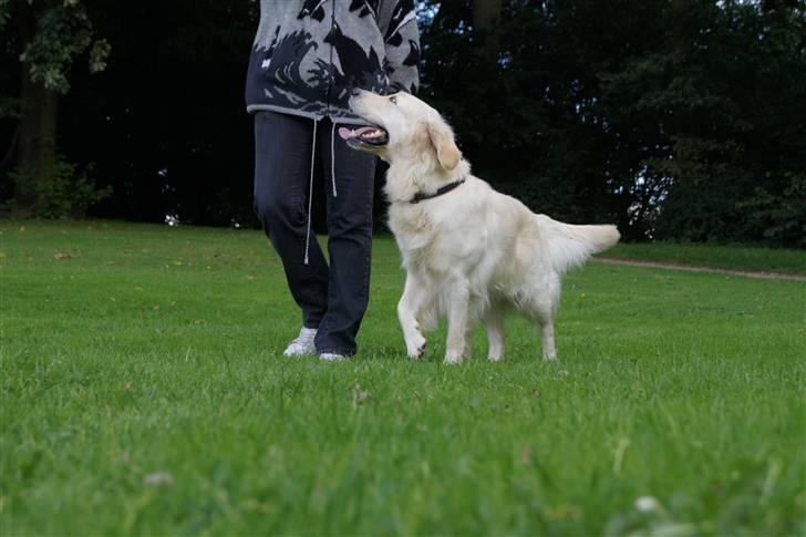 Golden retriever | Berta billede 4