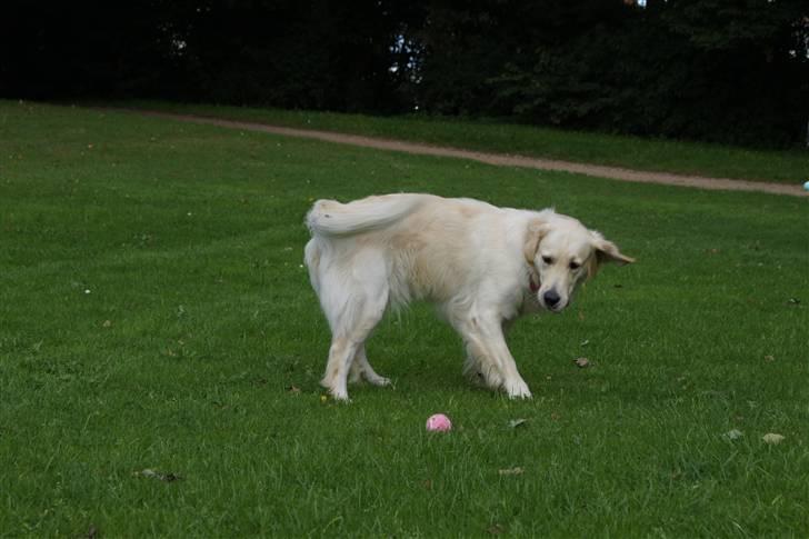 Golden retriever | Berta billede 5