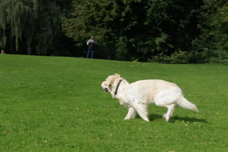Golden retriever | Berta billede 6