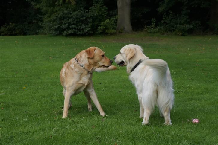 Golden retriever | Berta billede 7