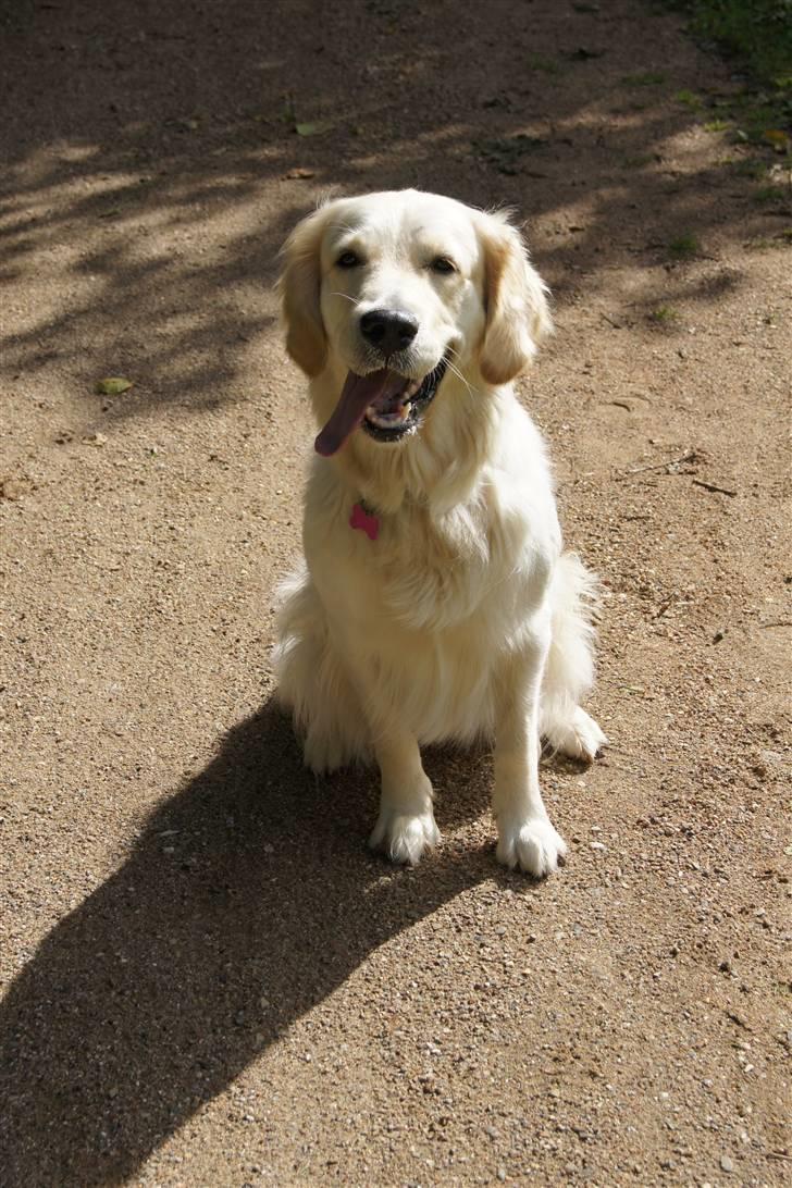 Golden retriever | Berta billede 8