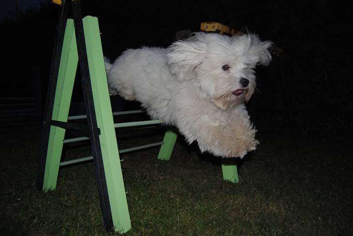 Coton de tulear Anton billede 1