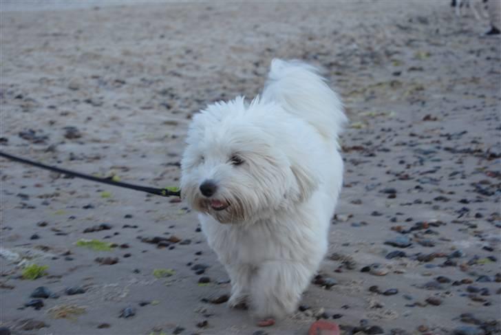 Coton de tulear Anton - Anton på stranden<3 billede 2