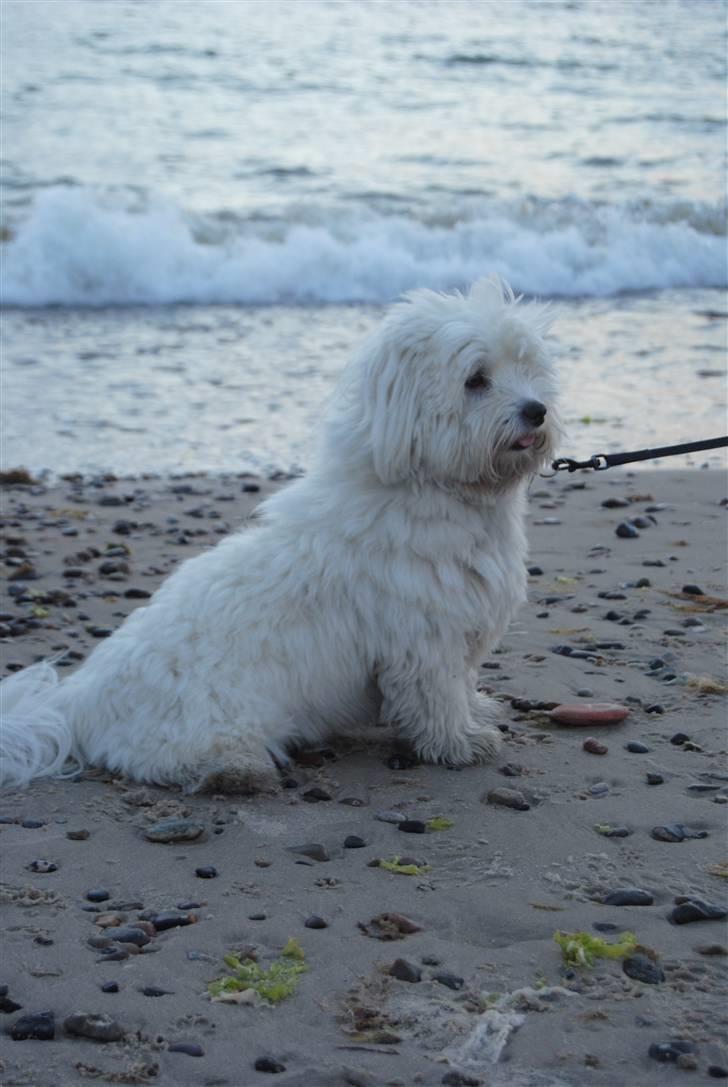Coton de tulear Anton billede 3