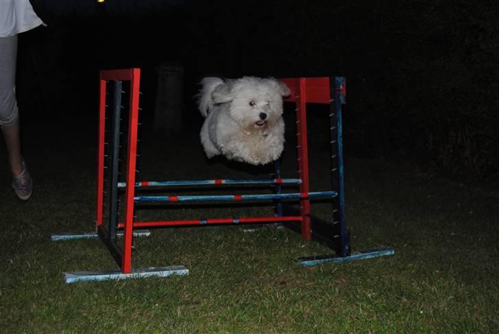 Coton de tulear Anton billede 4