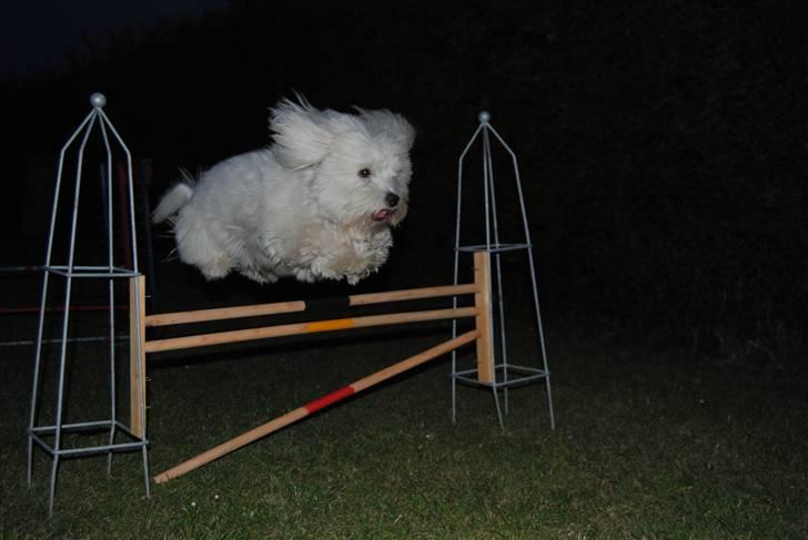 Coton de tulear Anton billede 5