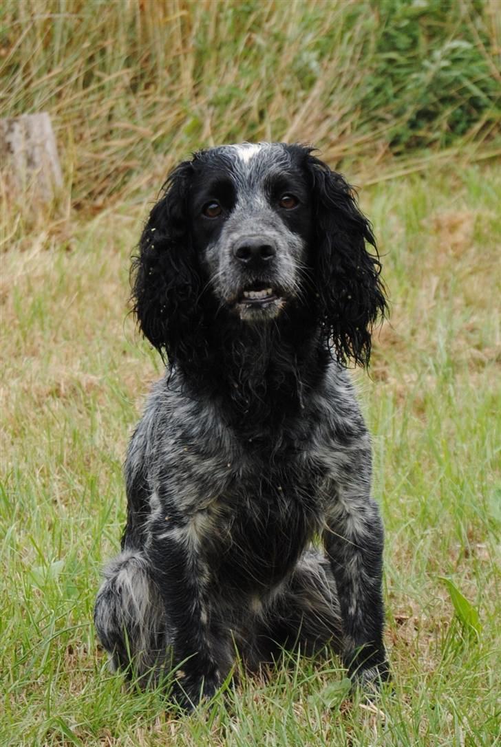 Field Trial Cockerspaniel lexi billede 10