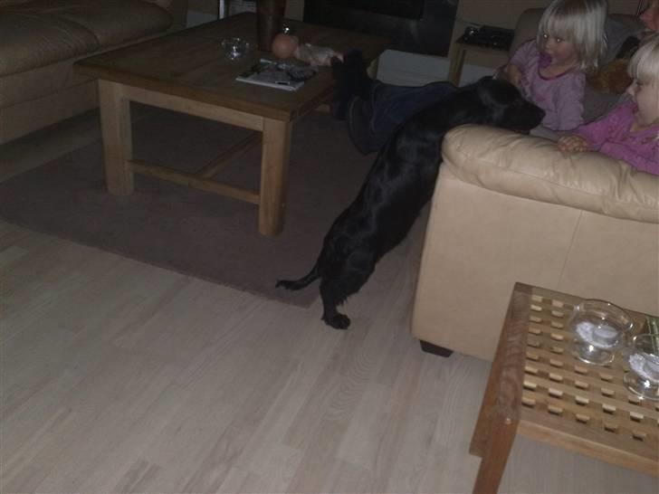Cocker spaniel Tika <3 - Har lige fået hende så bær over med billederne :P  billede 1