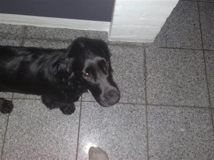 Cocker spaniel Tika <3 billede 2