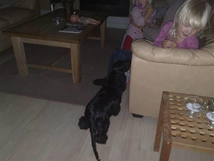 Cocker spaniel Tika <3 billede 3