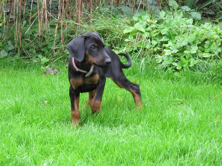 Dobermann Cuba - Udforsker haven for første gang. billede 1