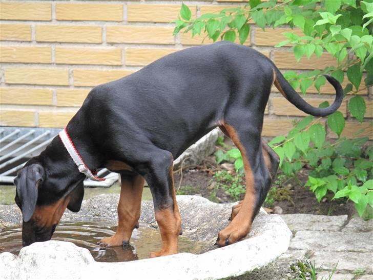 Dobermann Cuba - Jeg kan vel godt dele med fuglene. billede 2