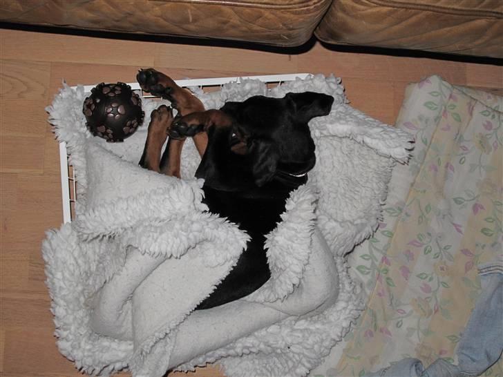 Dobermann Cuba - zzzzzZZZZzZZZZZZzzzzzzzzzzzzzzzzzzzzzzz billede 4