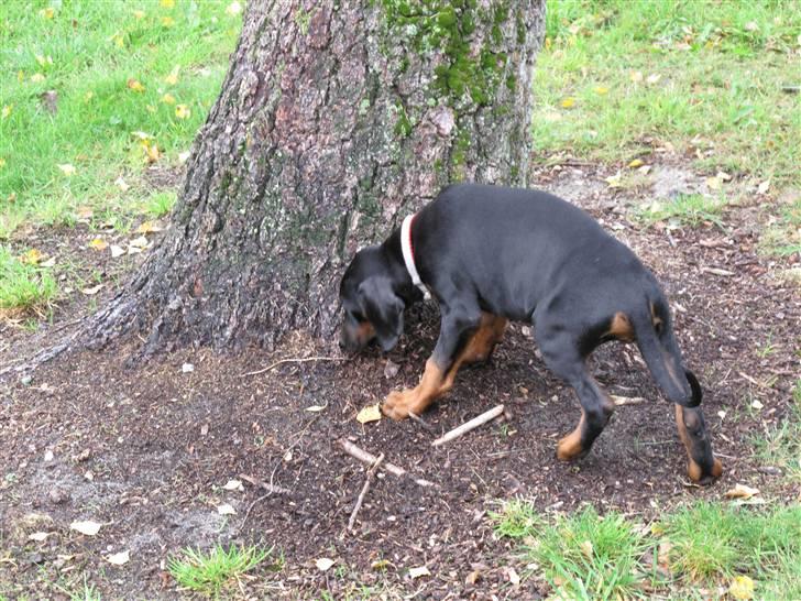 Dobermann Cuba - Første stop fra mor og 10 søskende. Fagre nye verden. billede 5