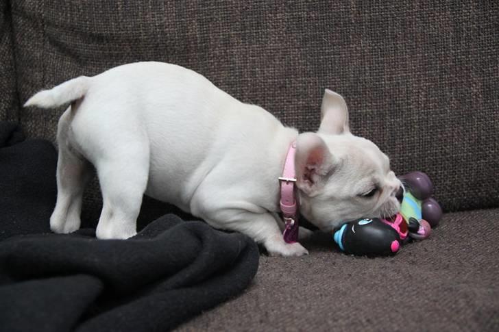 Fransk bulldog Cleopatra billede 1