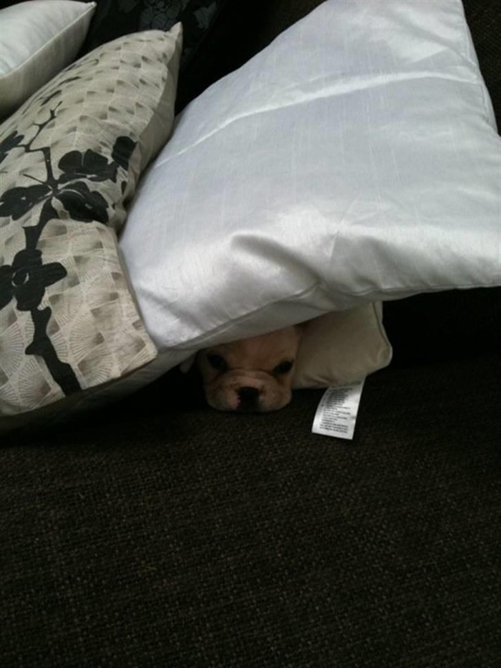 Fransk bulldog Cleopatra billede 2