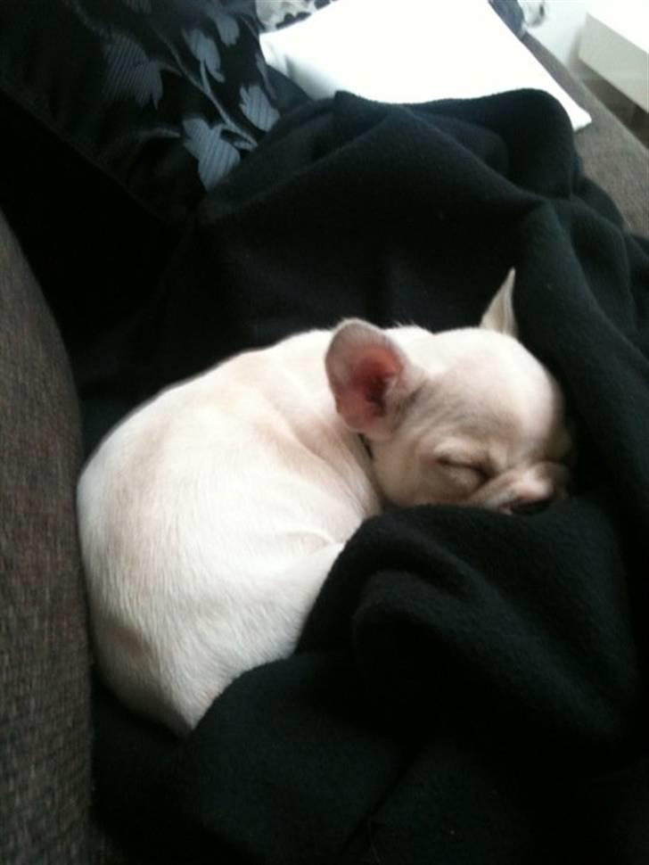 Fransk bulldog Cleopatra billede 3