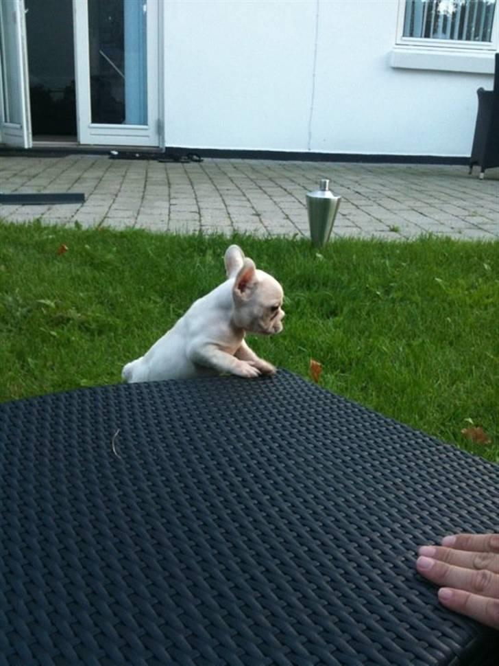 Fransk bulldog Cleopatra billede 4