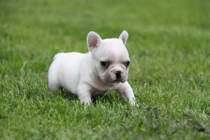 Fransk bulldog Cleopatra billede 5