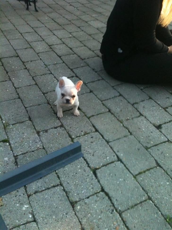 Fransk bulldog Cleopatra billede 6